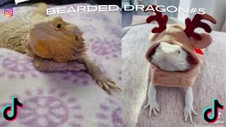 Bearded Dragon / TikTok & İnstagram Compilation  2023 4K    PART 5