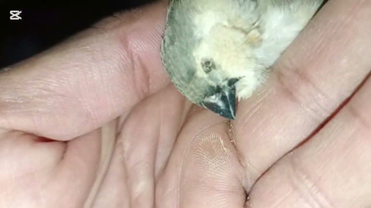 سوينا خلطة متكاملة للطيور ولكينا خسارة بالمحمية 