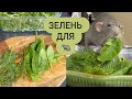 Зелень для крыс | Выгул крыс 🐀