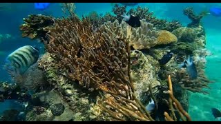Видеофон Большой Барьерный Риф