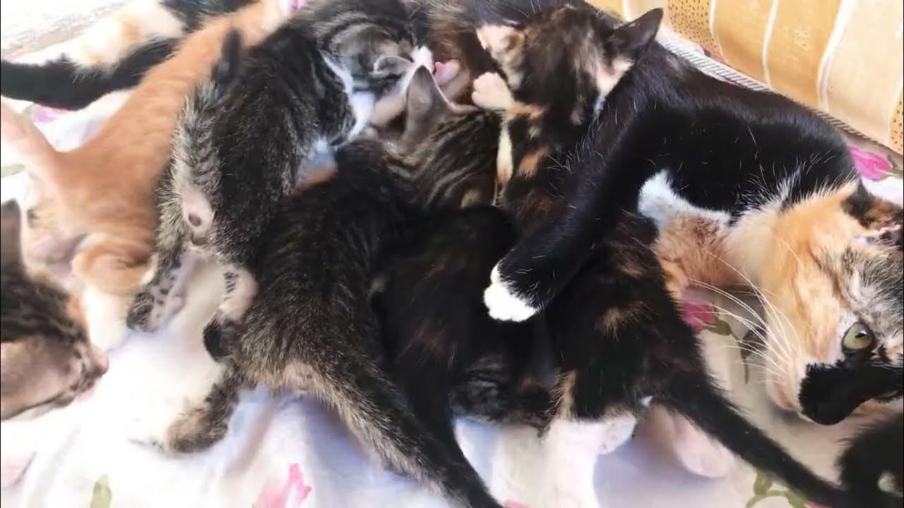 The Miracle of Life Watch My Cat Nurture Her Adorable Kittens YouTube