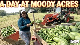A Day at Moody Acres | Tilling, Picking Okra, & Farm Chores