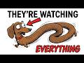 Psychology of Dachshunds That Follow You Everywhere (What They're Watching For)