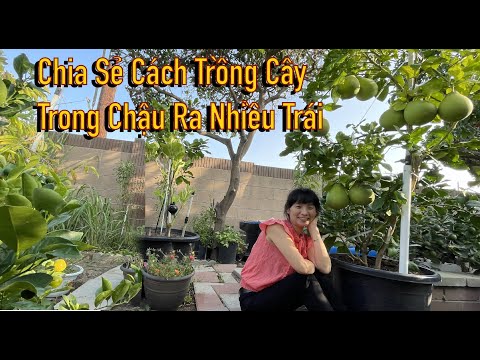 Video: Trồng Nho Đậu Lục Bình: Thông tin và Chăm sóc Cây Đậu Lục Bình