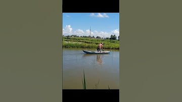 Rong trong vuông nuôi tôm quảng canh.