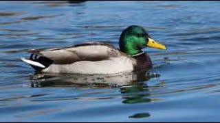 Dive into the Quacking World of Ducks: Exploring the Wonders of Aquatic Birds