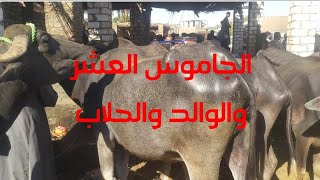 اسعار الجاموس العشر والوالد والحلاب من داخل سوق دراو