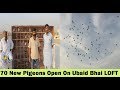 Sumair Bhai Ubaid Bhai Ney New 70 karootar Kholey - Pigeons Loft in Karachi