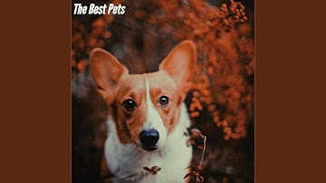 Alluring Moods for Careful Waves