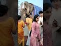 🙏🏻 யானை தரிசனம் திருப்பதி🙏🏻 #tirupathi #trending #viral #shorts
