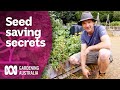 Learn these seed saving secrets | Gardening hacks | Gardening Australia