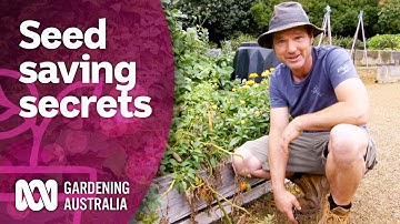 Learn these seed saving secrets | Gardening hacks | Gardening Australia