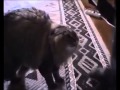 Nonono cat vs Yas cat