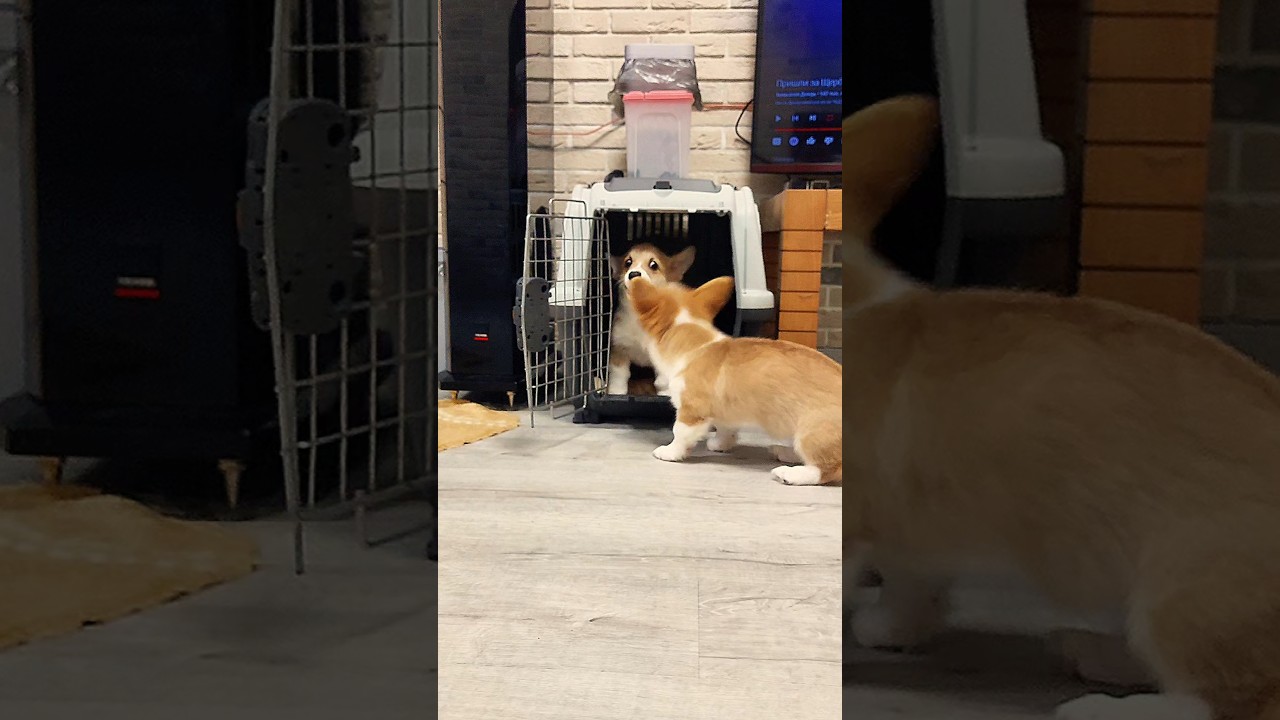 Затейница Есусита😉😊 Funny Moments #cuteanimals #cutepuppy $funnypuppy