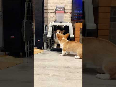 Затейница Есусита😉😊 Funny Moments #cuteanimals #cutepuppy $funnypuppy