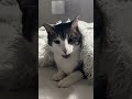 Meet my cat simba❤️🐱 #viral #cutecats #viralshort #fyp