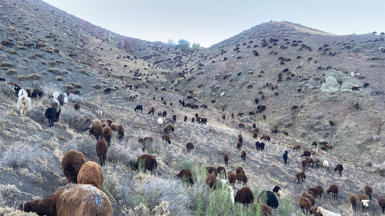 1300 KOYUN 2 DİŞİ KÖPEKLE ENGEBELİ DAĞLARDAYIZ DİŞİ KÖPEK SÜRÜYE DAHİL ETİK.