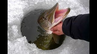 Зимняя рыбалка .Ловля щуки по первому льду на жерлицы !)