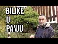 Biljke u panju