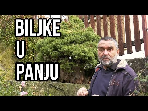 Video: Možete li uzgajati biljke u panju?