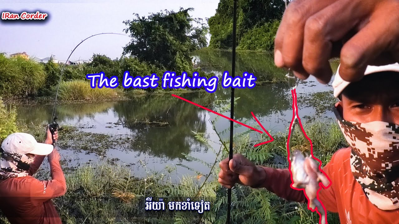 | Bass Fishing| Fresh frog fishing bait in the very poor lake