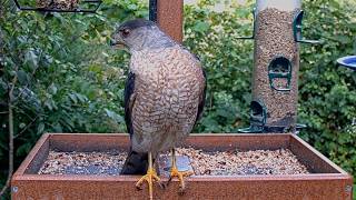 Coopers Hawk Alights Front And Center At Cornell Feeders | July 27, 2026