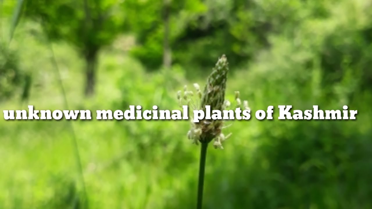 unknown medicinal plants of Kashmirplant identifier YouTube