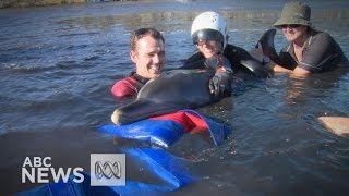 Dramatic dolphin rescue in Mandurah lake