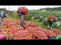 Asia&#39;s Largest Dragon Fruit Orchard Cultivation &amp; Harvesting Process. Dragon Fruit Processing Plant.