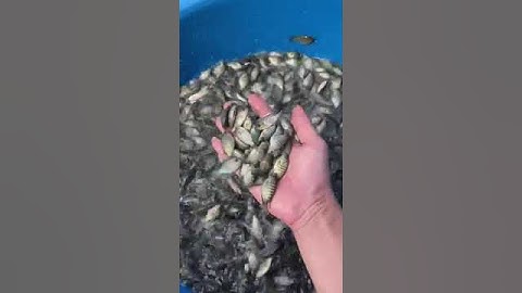 Nơi Bán Cá Rô Đơn Tính – Địa Chỉ Uy Tín, Chất Lượng Cao