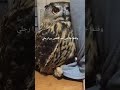 سبحان الله موكة كتحشم من الضياف و كتخبى غرائب عجائب     بومة 
