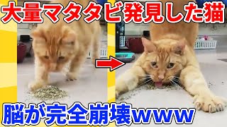 【2ch動物スレ】ヤバい量のマタタビに気付いた猫→完全におかしくなる