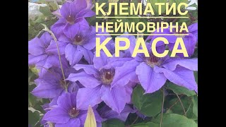 ✅ #клематис👉 неймовірна краса