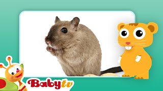 hamsters fun with animals babytv