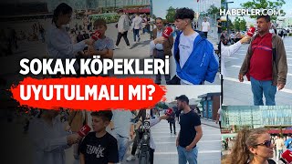 Sokak Köpekleri Uyutulmalı mı? | Bursa