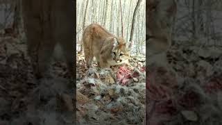 Bring on a mountain lion season!
