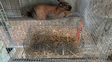 Rabbit drop-down nest box