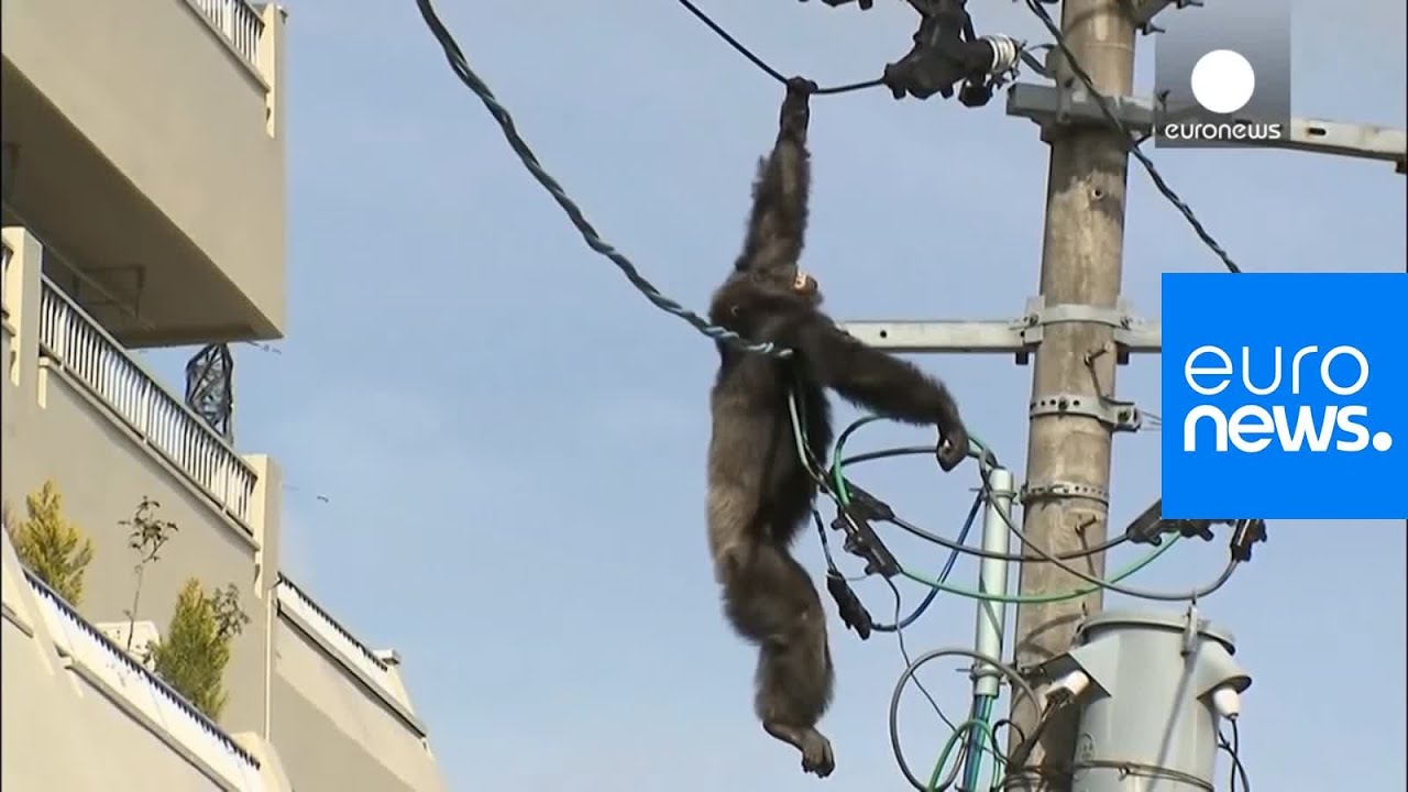 Chimp escape Primate swings from live power lines falls from electricity pole