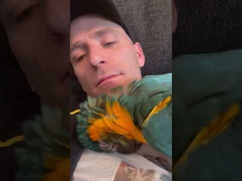 blue throated macaw