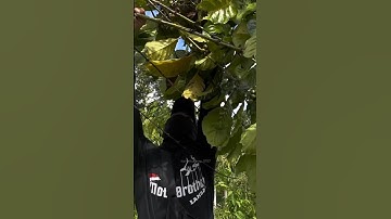 berburu anak burung cendet poin 3 ekor #burung #shors #burungcendet #bolang