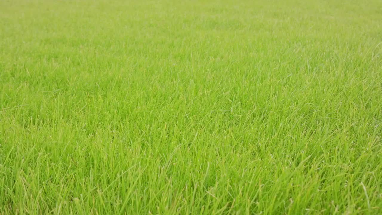 Green Grass Background Stock Video