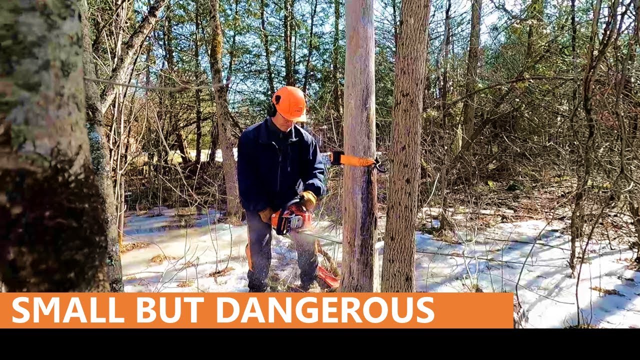 131 - Small but Dangerous - Felling Trees with Echo Chainsaw - YouTube