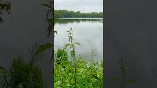 Lake With Flowers & Trees Peaceful Nature View For Relaxation