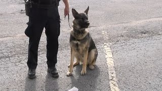 Former Savannah officer pleads guilty to misdemeanor animal abuse in K9 Horus' death