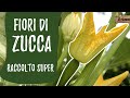 Raccogliere fiori di zucca e zucchina nell&#39;orto: maschile e femminile