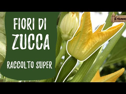 Video: Piante di zucca non in fiore: impara come ottenere fiori sulle zucche