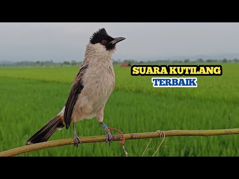 Kutilang Gacor Isian Mewah