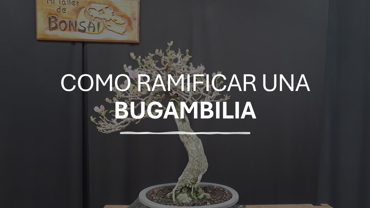 Cómo RAMIFICAR una Bugambilia