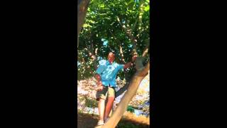 Keeping Your Coral Tree Beautiful | Tree Barber | San Diego Arborist Weeping Willow Tree Pests Tree Barber San Diego Arborist