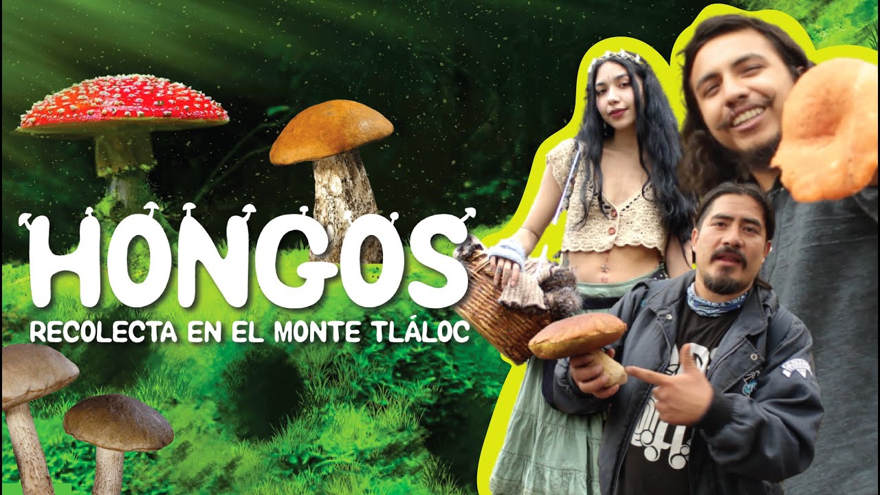 Hongos🍄 (Documental)  |  Recolecta en Monte Tláloc ⛰️